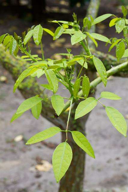 Image of Coral tree