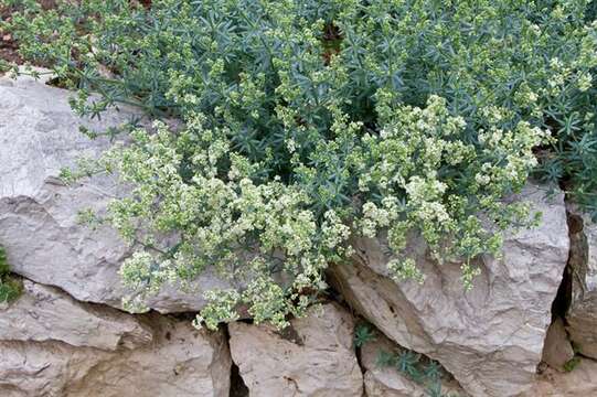 Imagem de Galium glaucophyllum Em. Schmid