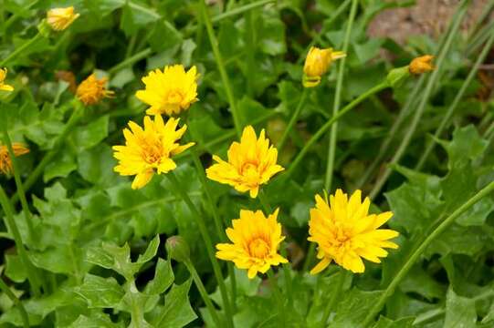 Image of Hyoseris lucida L.