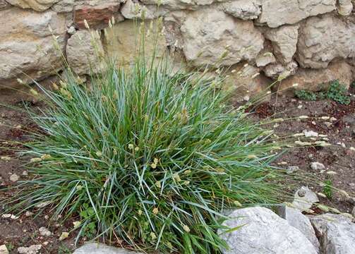 Imagem de Sesleria insularis Sommier