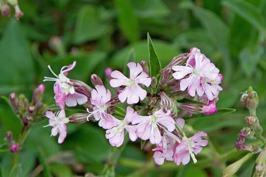 Image de Silene hifacensis Rouy