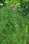 Centaurea scabiosa L. resmi