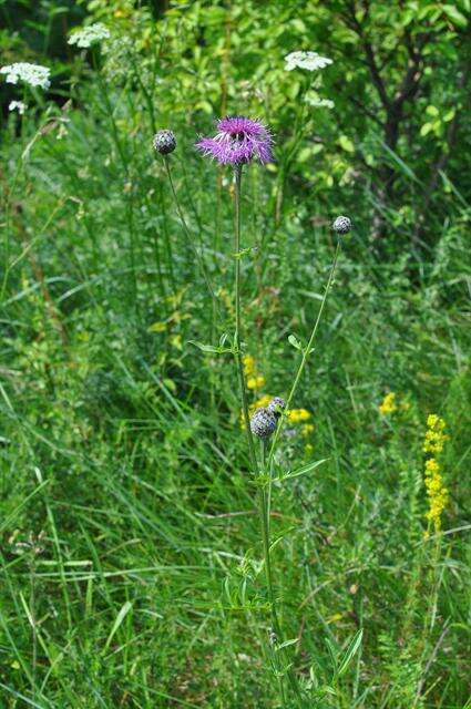 Centaurea scabiosa L. resmi