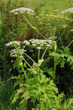 Imagem de Heracleum