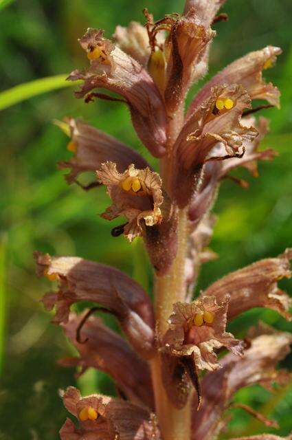 Imagem de Orobanche elatior Sutton