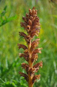 Imagem de Orobanche elatior Sutton