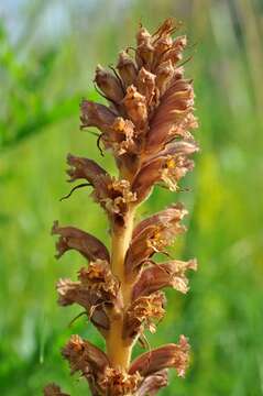 Imagem de Orobanche elatior Sutton