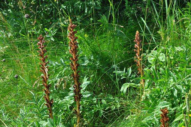 Imagem de Orobanche elatior Sutton