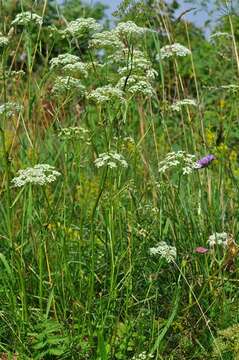 Image of burnet saxifrage