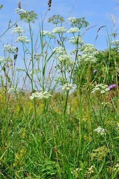 Image of burnet saxifrage