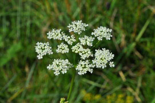 Image of burnet saxifrage