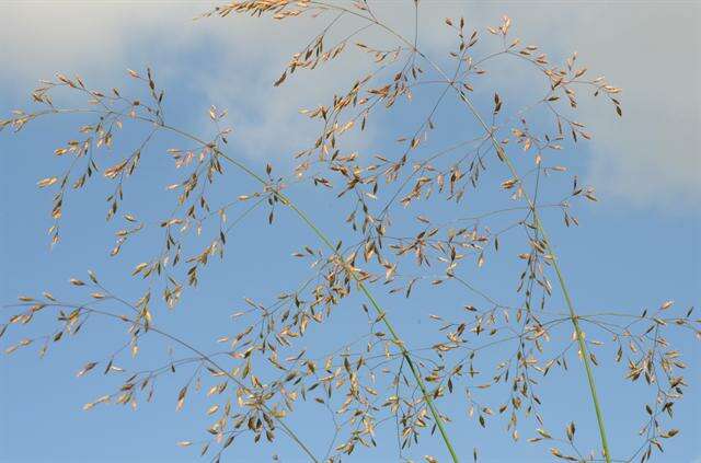 Image of Meadow Grasses