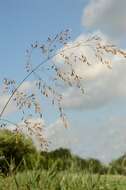 Image of Meadow Grasses