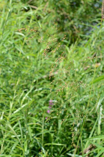 Image of Meadow Grasses