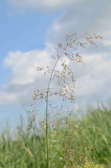 Image of Meadow Grasses