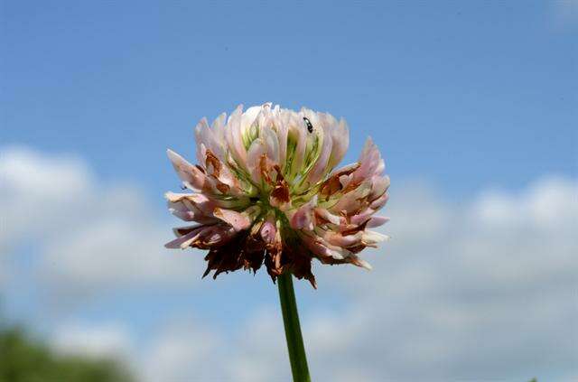 Image of clover