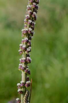 Image of arrow-grass family