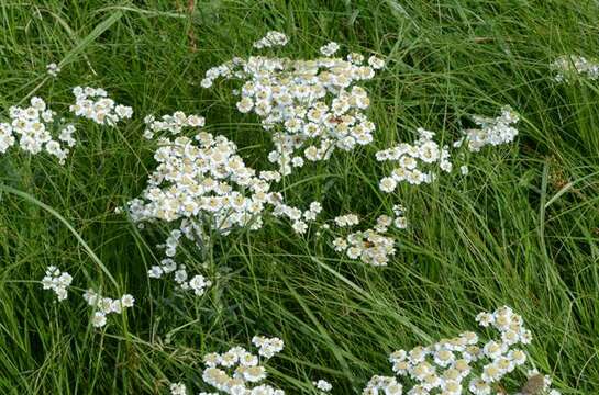 Image of yarrow