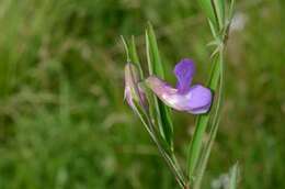 Lathyrus palustris L. resmi