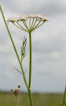 Image of parsley water-dropwort