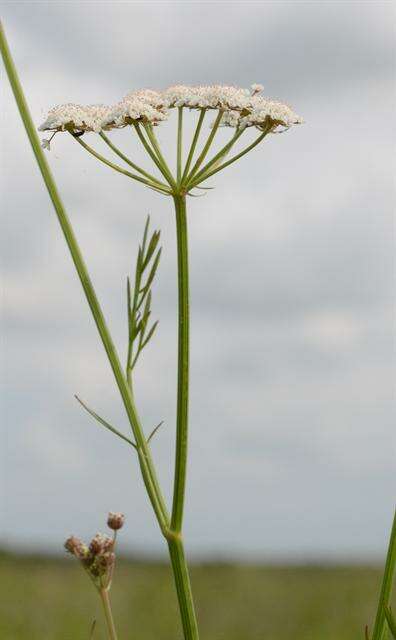 Oenanthe lachenalii C. C. Gmelin的圖片