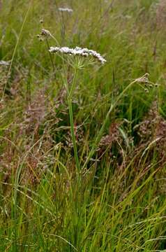 Oenanthe lachenalii C. C. Gmelin resmi