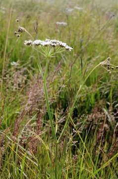 Oenanthe lachenalii C. C. Gmelin的圖片