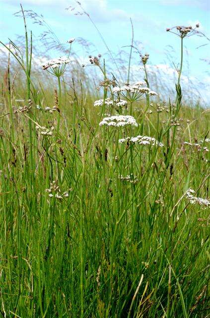 Imagem de Oenanthe lachenalii C. C. Gmelin