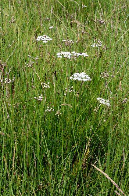 Imagem de Oenanthe lachenalii C. C. Gmelin