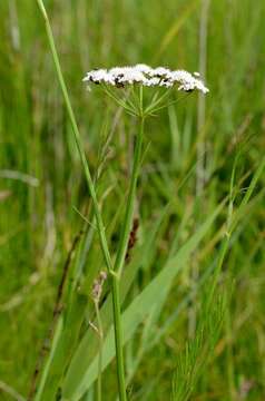 Oenanthe lachenalii C. C. Gmelin resmi