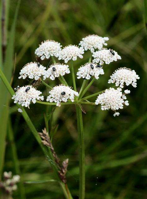 Oenanthe lachenalii C. C. Gmelin的圖片