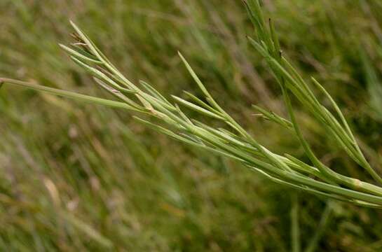 Image of parsley water-dropwort