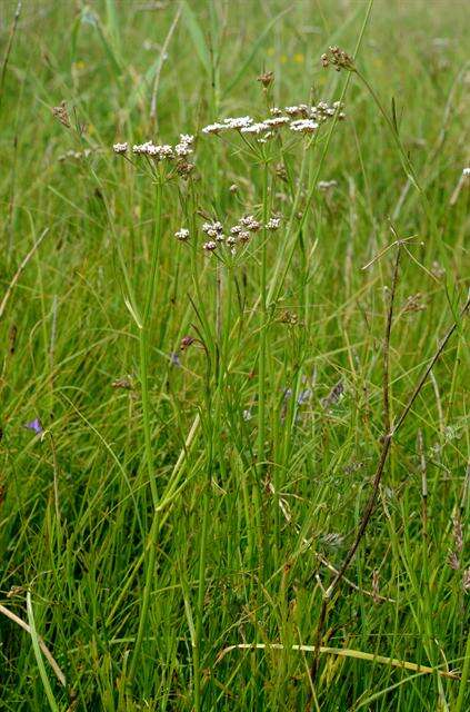 Imagem de Oenanthe lachenalii C. C. Gmelin