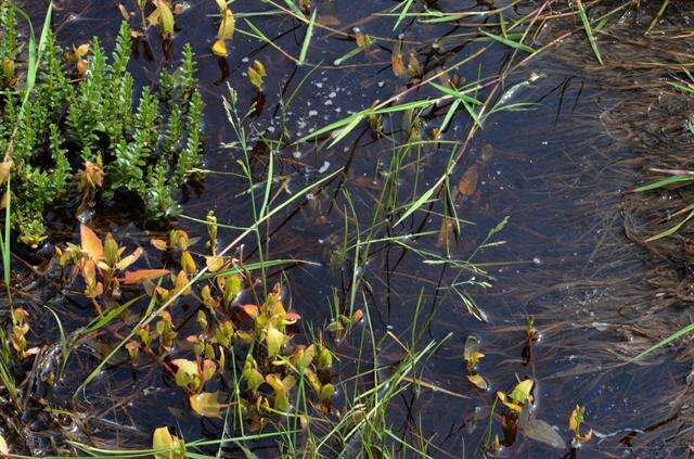 Image of Alkali or Salt Grasses