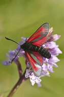 Plancia ëd Zygaena purpuralis Brünnich 1763