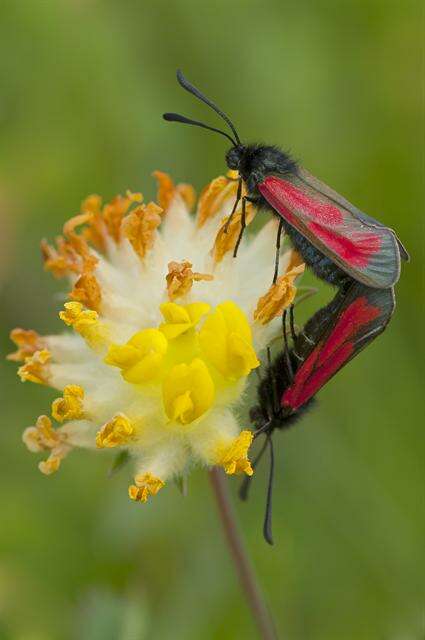 Plancia ëd Zygaena purpuralis Brünnich 1763