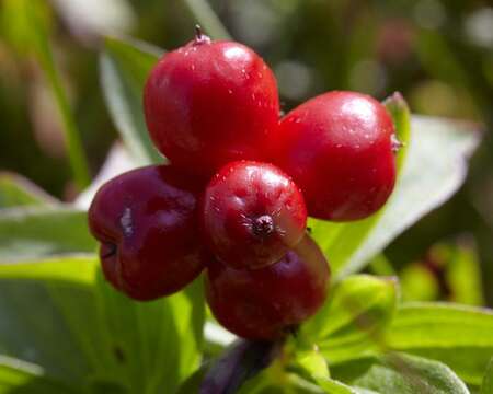 Image of Dogwoods