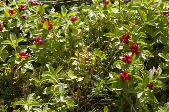 Image of Dogwoods