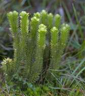 Image of clubmoss