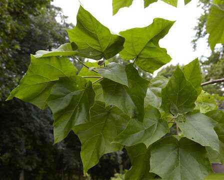 Image of paulownia