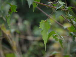 Hibiscus vitifolius L.的圖片