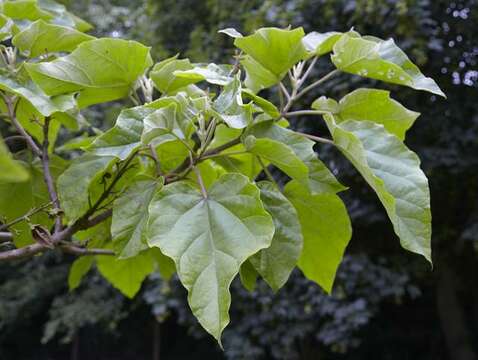 Image of paulownia