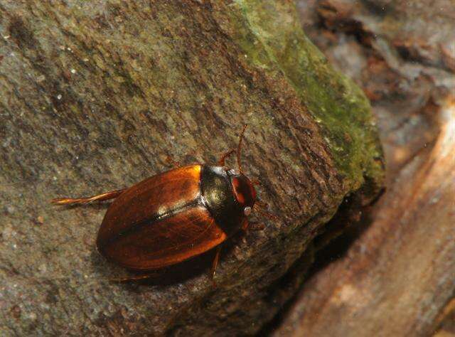 Image of Agabus (Acatodes) clypealis (Thomson 1867)