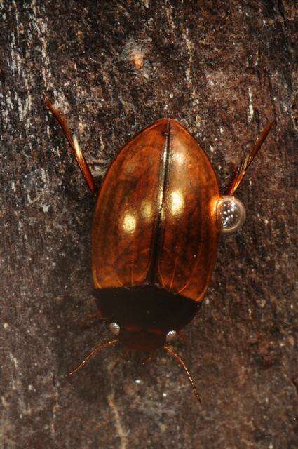 Image of Agabus (Acatodes) clypealis (Thomson 1867)