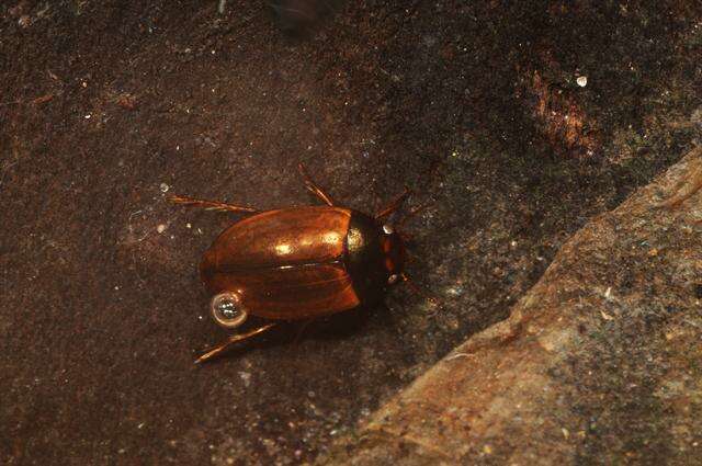 Image of Agabus (Acatodes) clypealis (Thomson 1867)