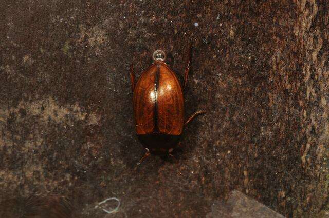 Image of Agabus (Acatodes) clypealis (Thomson 1867)