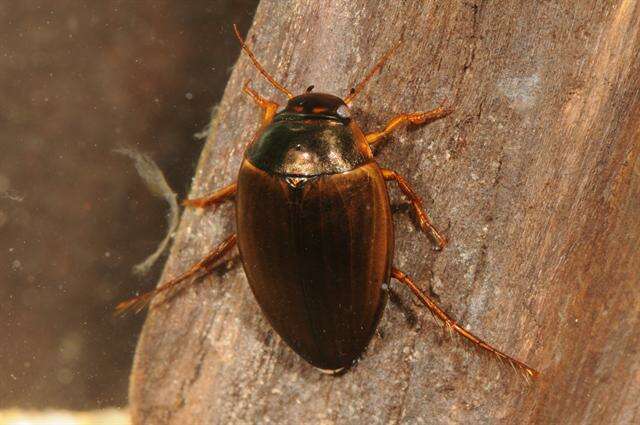 صورة Agabus (Acatodes) fuscipennis (Paykull 1798)