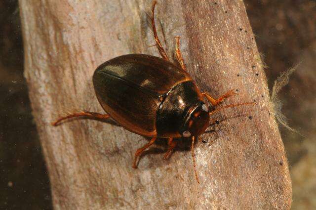 صورة Agabus (Acatodes) fuscipennis (Paykull 1798)