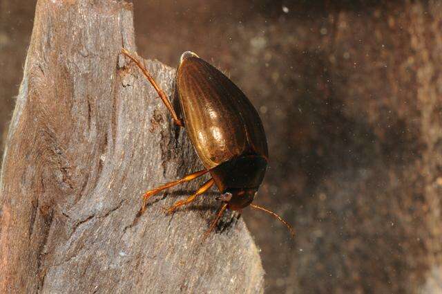 صورة Agabus (Acatodes) fuscipennis (Paykull 1798)