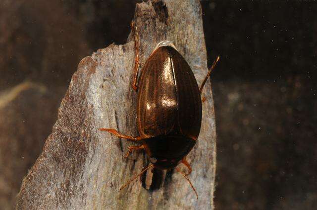 صورة Agabus (Acatodes) fuscipennis (Paykull 1798)